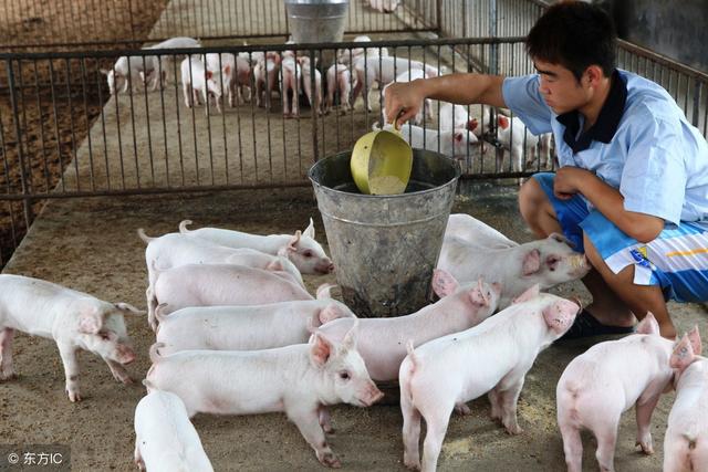 农民养殖户想打败规模化猪场？规模化猪场的这三点优势你先搞明白