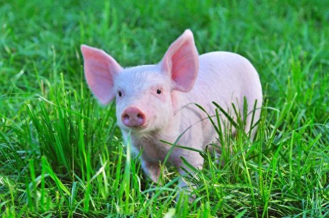 河南南阳：全球最大养猪场，210万头年产量，猪业巨无霸