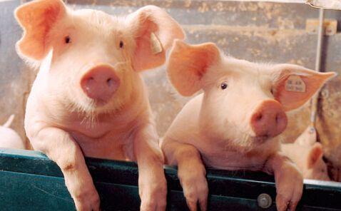 建一个出栏五百头生猪的养殖场，大约要多少钱？