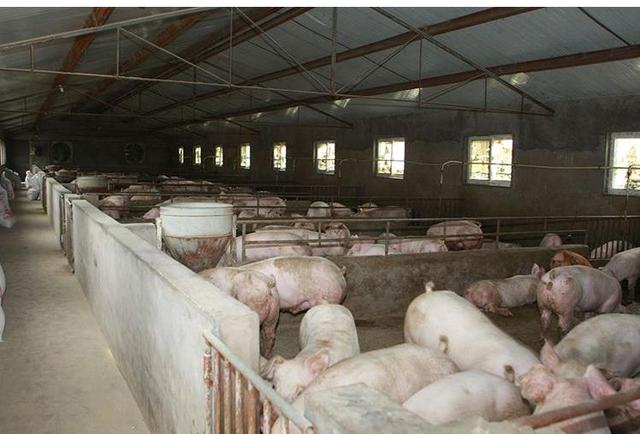 7省鼓励养猪11省限制，2017年养猪政策“铁腕”开始施行
