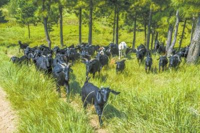 奏响牧业强劲发展之歌──信阳市畜牧业发展纪实