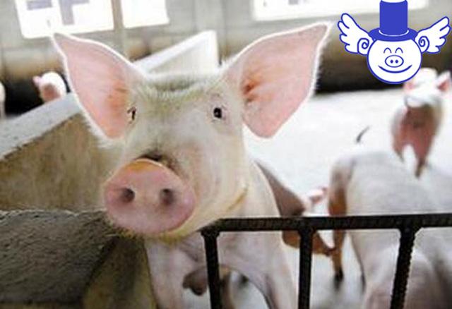 为什么说养猪人越来越难了？除了限养政策之外这三个因素也很可怕