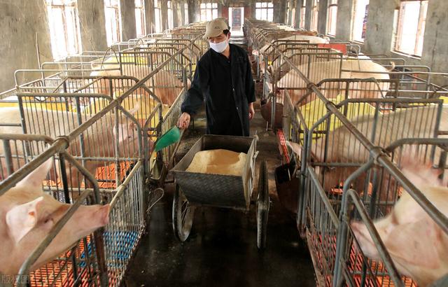 从东北农村取暖悟出的猪场取暖方法，简单可行，又省钱又暖和