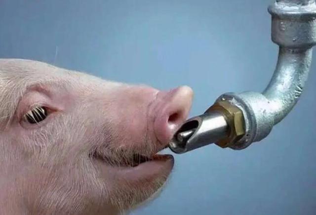 猪场常用饮水器-鸭嘴式饮水器