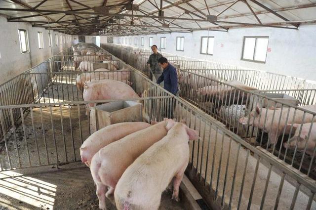 国家支持“公司+农户”养猪模式；圣农集团布局生物质发电项目